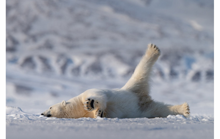 fot. Roie Galitz, Yoga Beart, Comedy Wildlife Photography Awards 2018