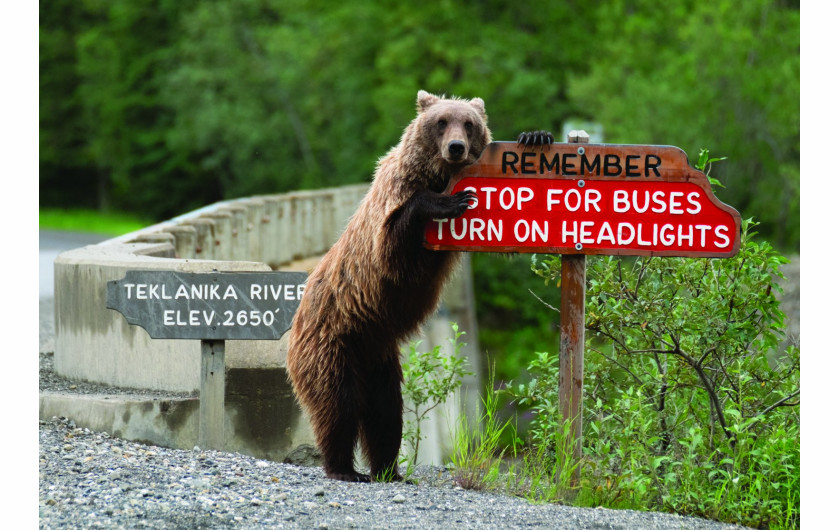 fot. Jonathan Irish, Drive Safe“, wyróżnienie Comedy Wildlife Photography Awards 2018