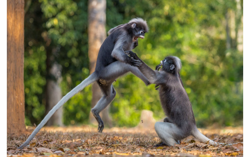 fot. Sergey Savvi, This Is Sparta“, wyróżnienie Comedy Wildlife Photography Awards 2018