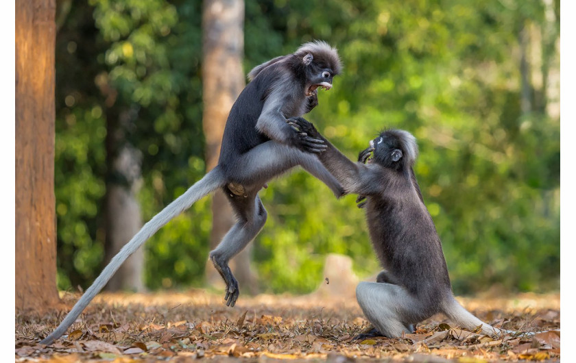 fot. Sergey Savvi, This is Sparta, Comedy Wildlife Photography Awards 2018