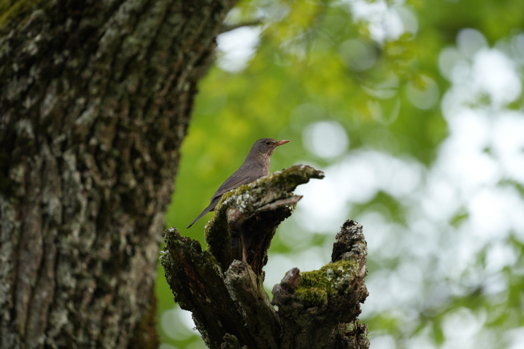 1/100 s, f/5.6, ISO 1600, 500.0 mm