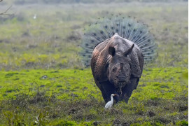 fot. Kallol Mukherjee, „Rhinopeacock“, wyróżnienie Comedy Wildlife Photography Awards 2018