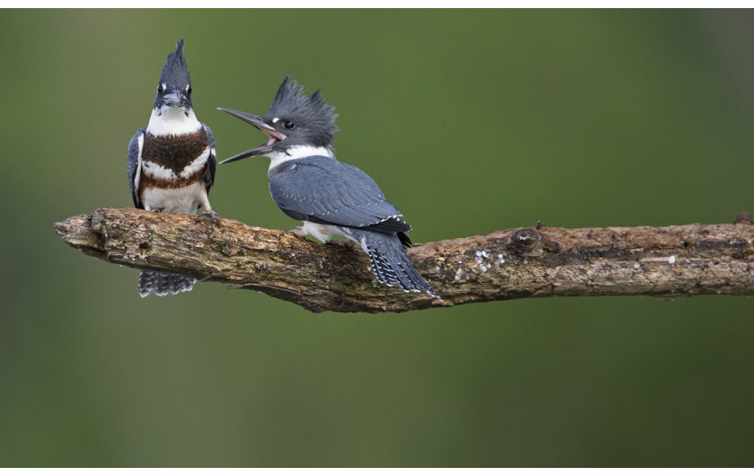 fot. Christopher Schlaf, I guess the honeymoon is over, Comedy Wildlife Photography Awards 2018