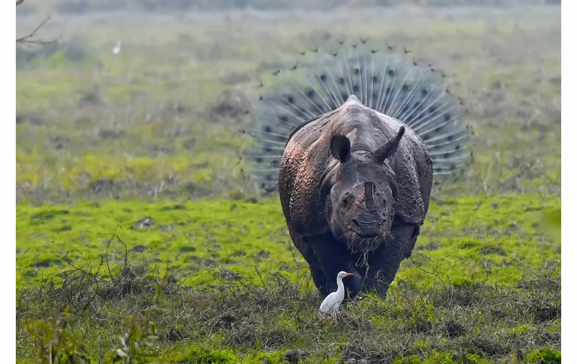 fot. Kallol Mukherjee, „Rhinopeacock“, wyróżnienie Comedy Wildlife Photography Awards 2018