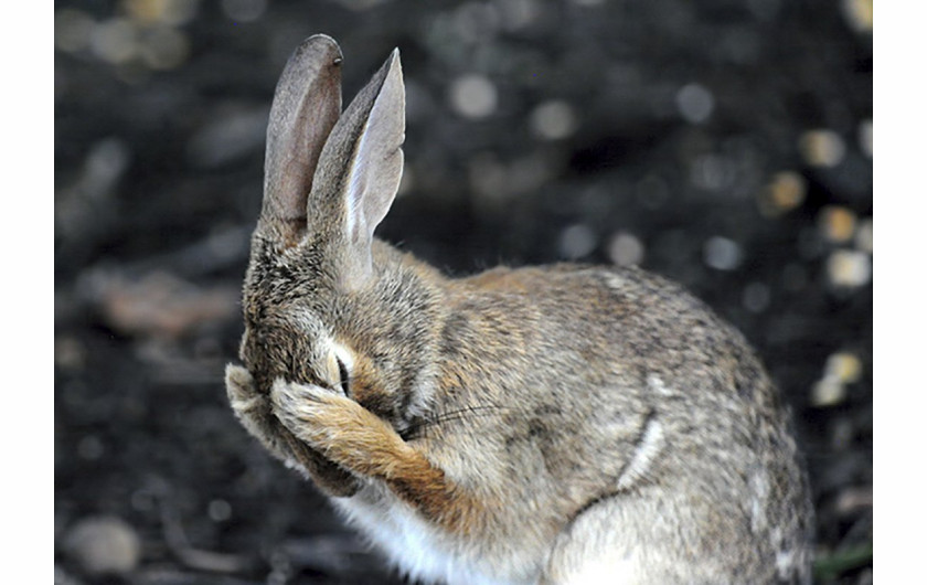 fot. Daniel Friend, Rabbit hiding face in embarassment, Comedy Wildlife Photography Awards 2018