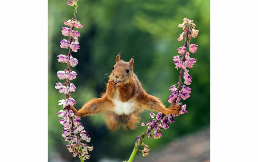 fot. Geert Weggen, „Splits“, wyróżnienie Comedy Wildlife Photography Awards 2018