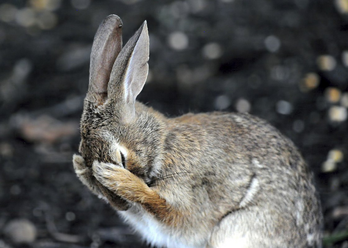 fot. Daniel Friend, "Rabbit hiding face in embarassment", Comedy Wildlife Photography Awards 2018