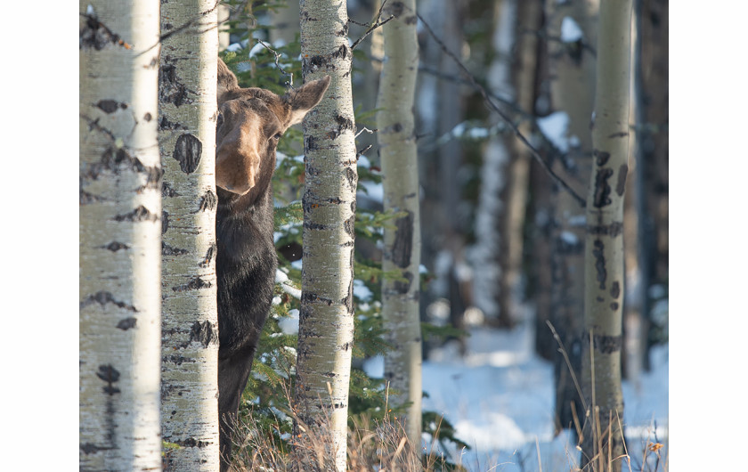 fot. Jamie Bussey, Crouching Tiger, Peeking Moose, Comedy Wildlife Photography Awards 2018