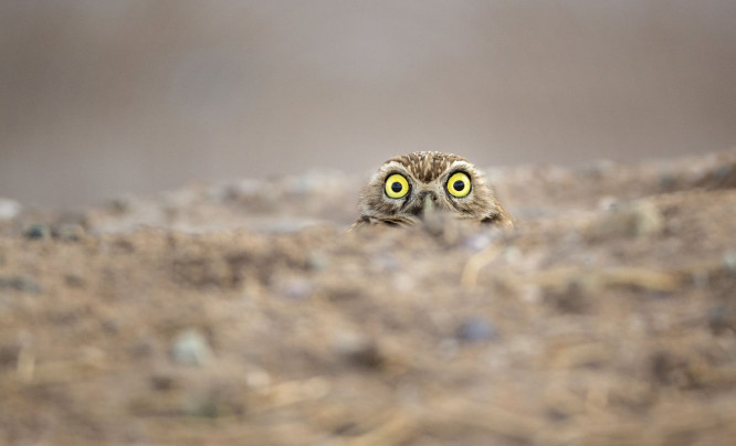 Natura na luzie, czyli nagrodzone zdjęcia w Comedy Wildlife Photography Awards