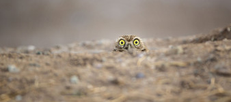 Natura na luzie, czyli nagrodzone zdjęcia w Comedy Wildlife Photography Awards