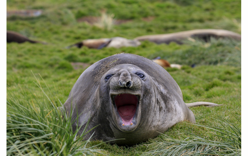 fot. Amy Kennedy, Guffaw, Comedy Wildlife Photography Awards 2018