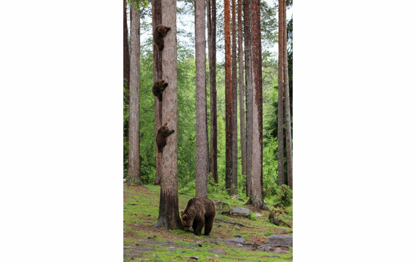 fot. Valtteri Mulkahainen, Mother returned from the parents meeting at school, Comedy Wildlife Photography Awards 2018
