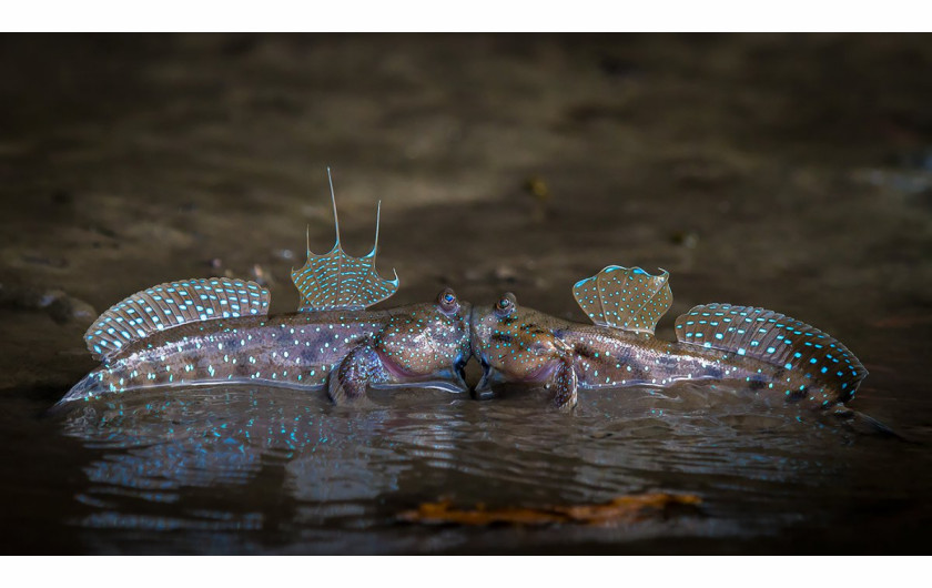 fot. Sergey Savvi, Hot Kiss, Comedy Wildlife Photography Awards 2018
