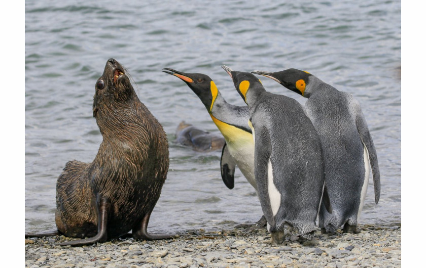 fot. Amy Kennedy, Bullies, Comedy Wildlife Photography Awards 2018