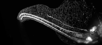 Nikon Small World in Motion 2018 - zobacz świat w ruchu, którego nie ujrzysz gołym okiem