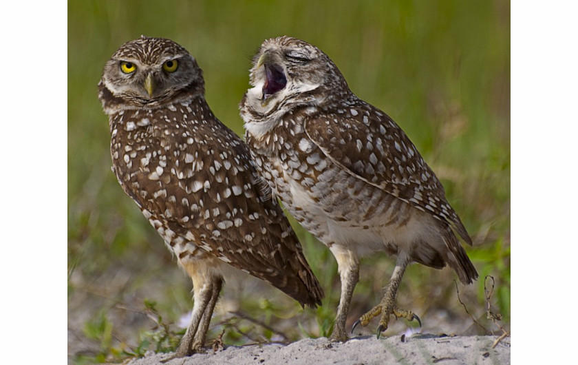fot. Danielle D'ermo, The Yawn, Comedy Wildlife Photography Awards 2018