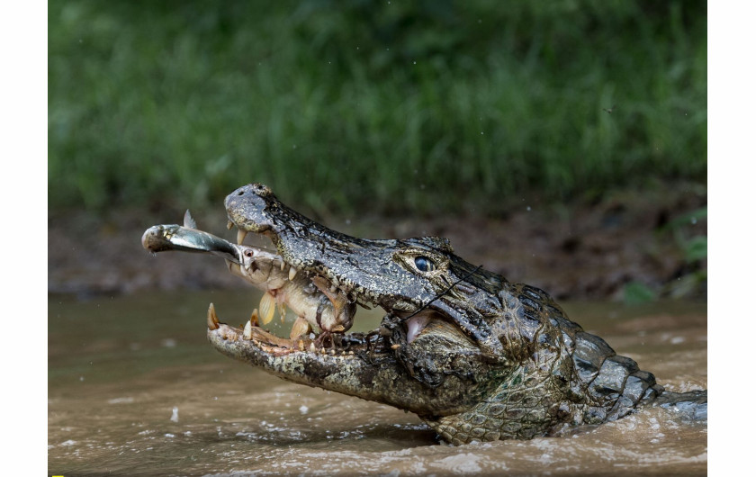 fot. Massimiliano Bencivieni, 2. miejsce w kategorii Natura