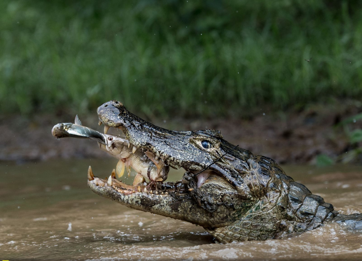 fot. Massimiliano Bencivieni, 2. miejsce w kategorii Natura