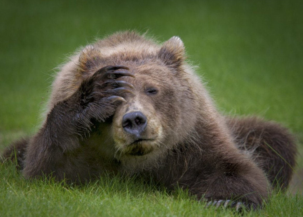 fot. Danielle D'ermo, "Coastal Brown Bear Cub with headache", Comedy Wildlife Photography Awards 2018 