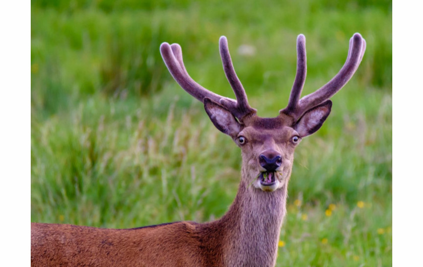 fot. Robert Adamson, Cheeky, Comedy Wildlife Photography Awards 2018