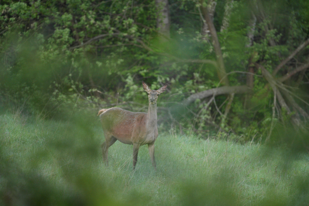 1/250 s, f/5.6, ISO 3200, 500.0 mm