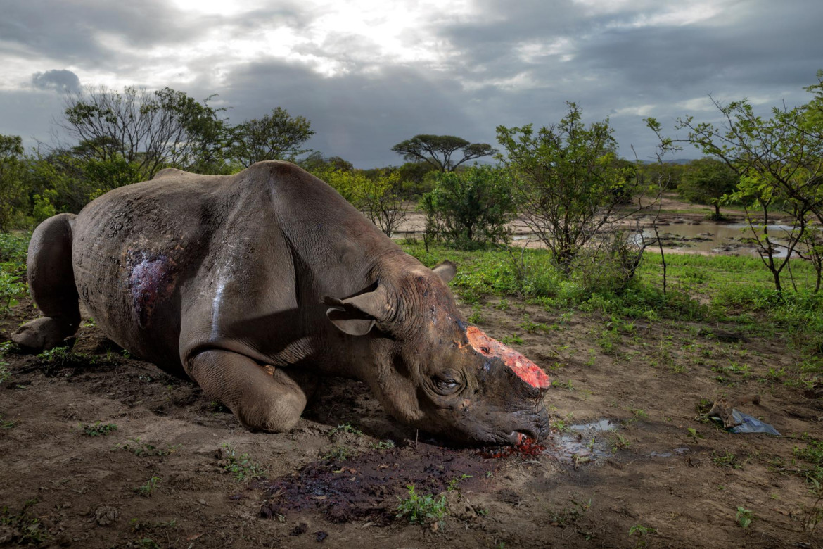 © BRENT STIRTON | www.nationalgeographic.com