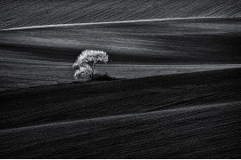 fot. Mariusz Krzyżak, z cyklu "Monoculture", 3. nagroda w kategorii Landscapes / Monovisions Photography Awards 2019