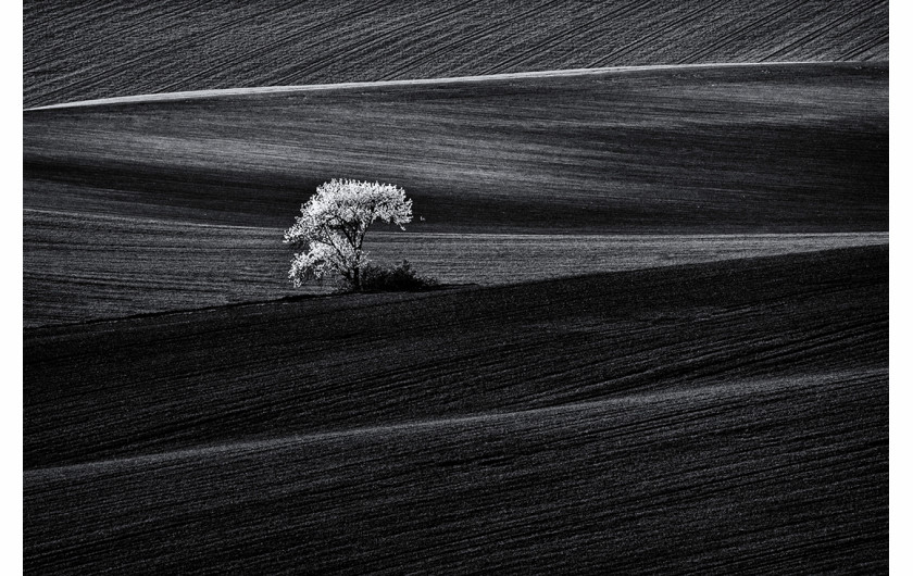 fot. Mariusz Krzyżak, z cyklu Monoculture, 3. nagroda w kategorii Landscapes / Monovisions Photography Awards 2019