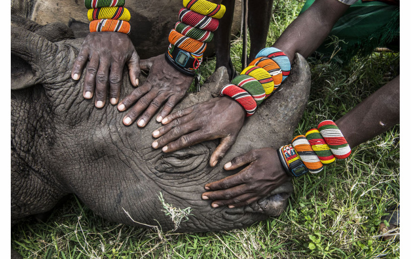 Grupa młodych wojowników Samburu po raz pierwszy w życiu widzi nosorożca. Większość ludzi w Kenii nie ma okazji zobaczyć dzikich zwierząt, które mieszkają blisko nich. Fot. Ami Vitale, USA, National Geographic