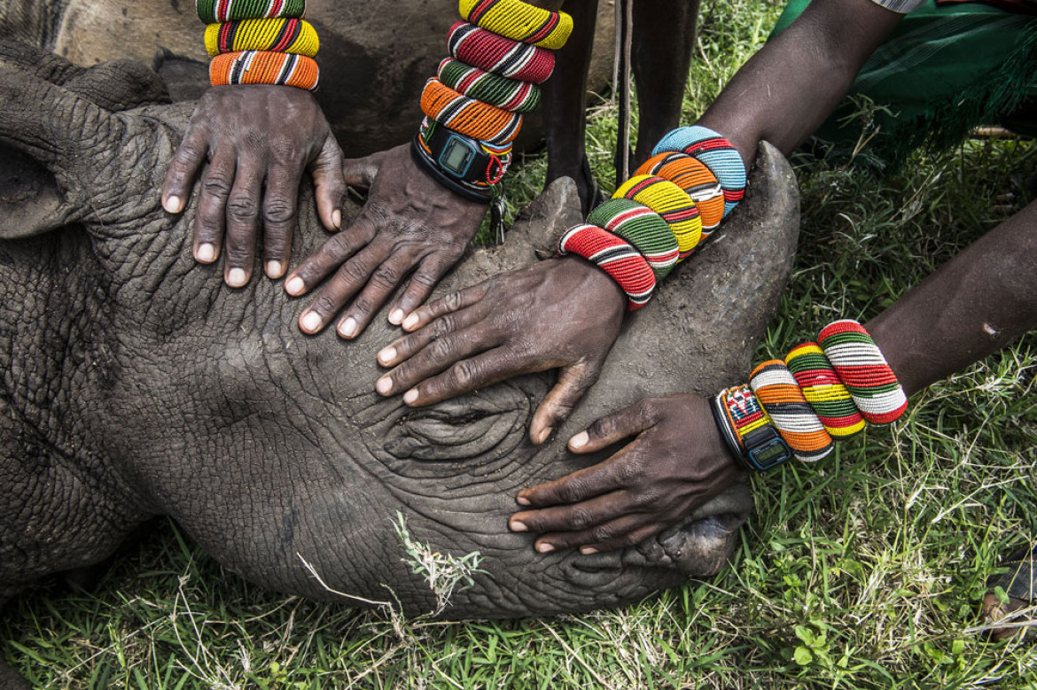Grupa młodych wojowników Samburu po raz pierwszy w życiu widzi nosorożca. Większość ludzi w Kenii nie ma okazji zobaczyć dzikich zwierząt, które mieszkają blisko nich. Fot. Ami Vitale, USA, National Geographic