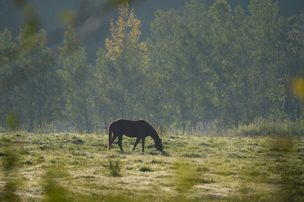 1/1250 s, f/5.6, ISO 200, 500.0 mm