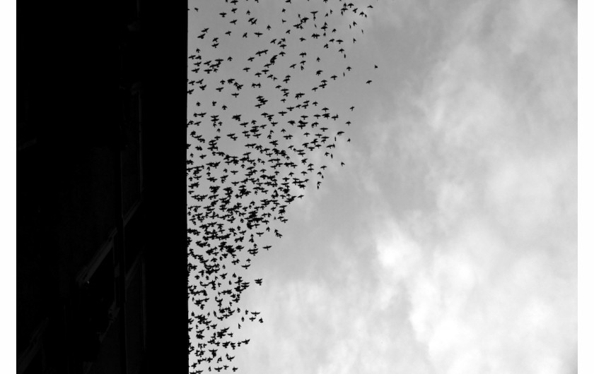 fot. Elisabetta Gatti, z cyklu Migration, 2. nagroda w kategorii Nature & Wildlife / Monovisions Photography Awards 2019