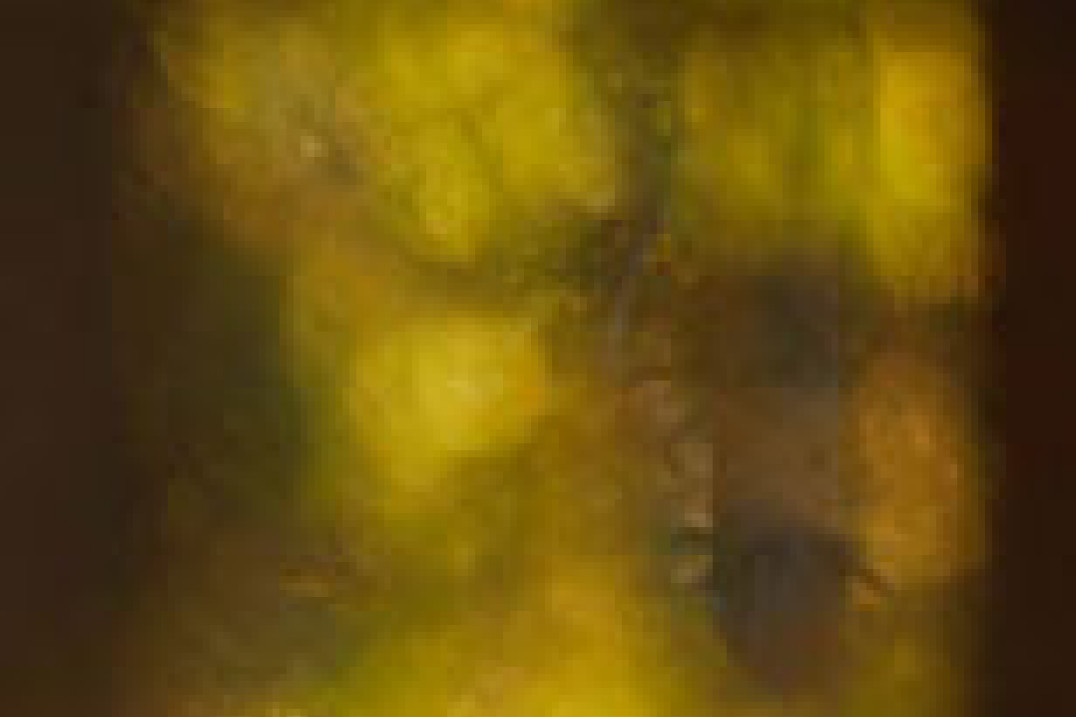 Szwedzki fotograf przyrody przyznał się do sfałszowania fotografii