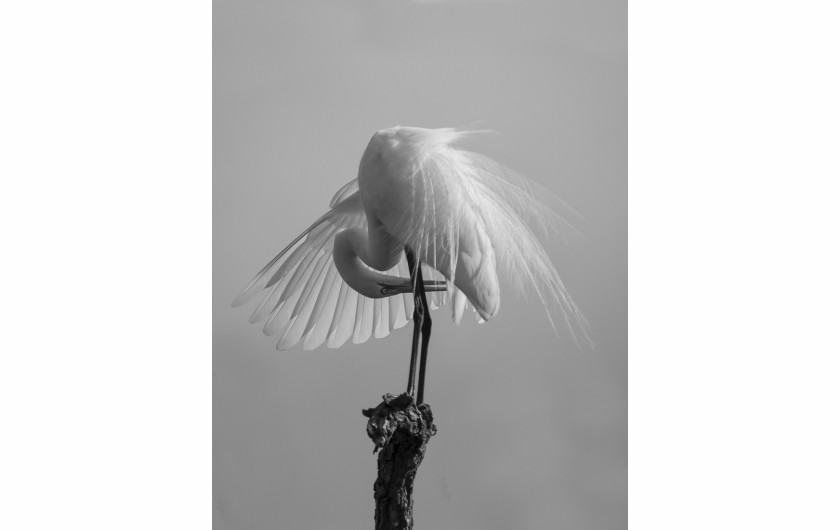 fot. Caroline Peppiatt, z cyklu Egret Grooming Ballet, 3. nagroda w kategorii Nature & Wildlife / Monovisions Photography Awards 2019