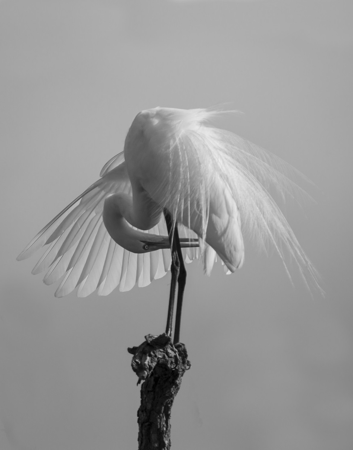 fot. Caroline Peppiatt, z cyklu "Egret Grooming Ballet", 3. nagroda w kategorii Nature & Wildlife / Monovisions Photography Awards 2019