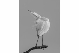 fot. Caroline Peppiatt, z cyklu "Egret Grooming Ballet", 3. nagroda w kategorii Nature & Wildlife / Monovisions Photography Awards 2019