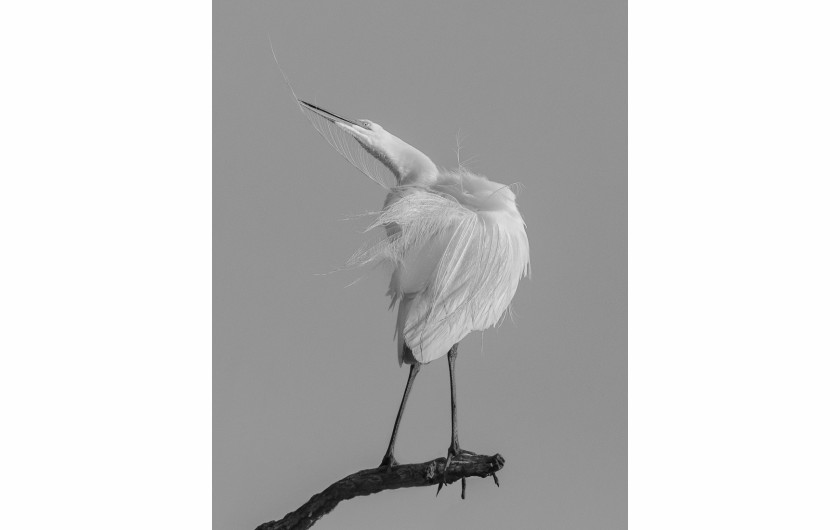 fot. Caroline Peppiatt, z cyklu Egret Grooming Ballet, 3. nagroda w kategorii Nature & Wildlife / Monovisions Photography Awards 2019