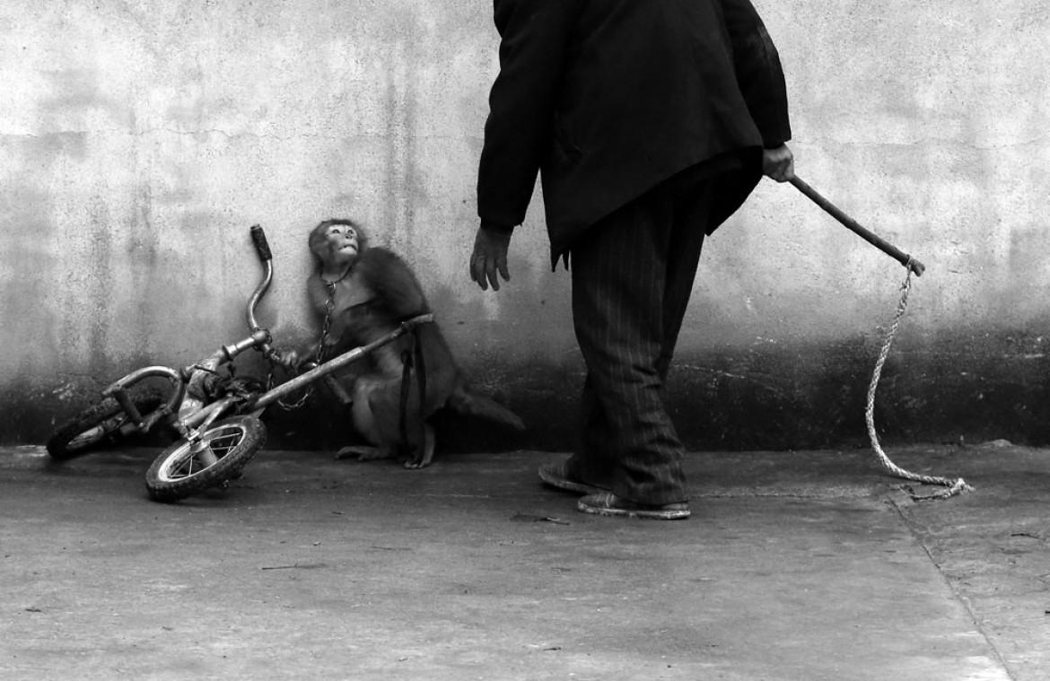 Małpa szkolona na potrzeby występów cyrkowych, Prowincja Anhui, Chiny. Fot. Yongzhi Chu, Chiny