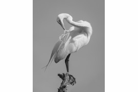 fot. Caroline Peppiatt, z cyklu "Egret Grooming Ballet", 3. nagroda w kategorii Nature & Wildlife / Monovisions Photography Awards 2019