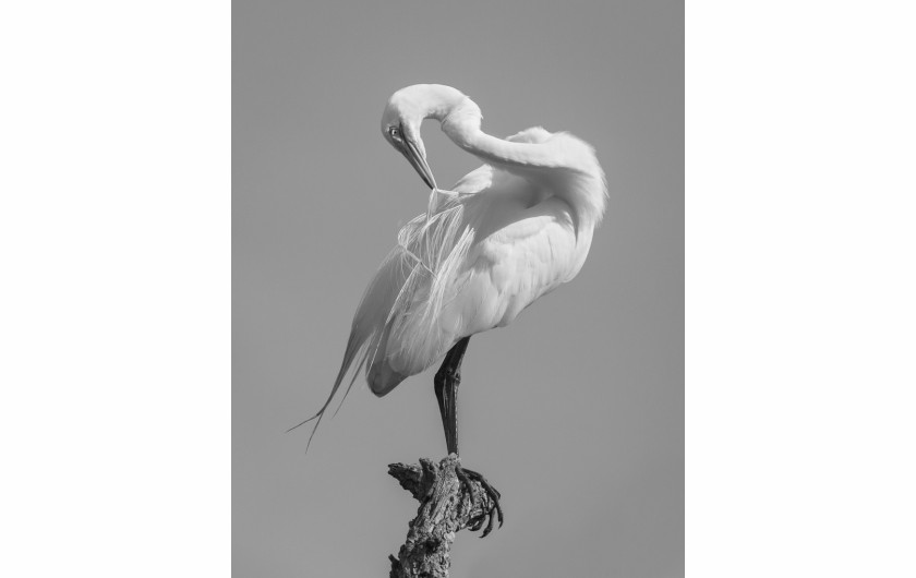 fot. Caroline Peppiatt, z cyklu Egret Grooming Ballet, 3. nagroda w kategorii Nature & Wildlife / Monovisions Photography Awards 2019