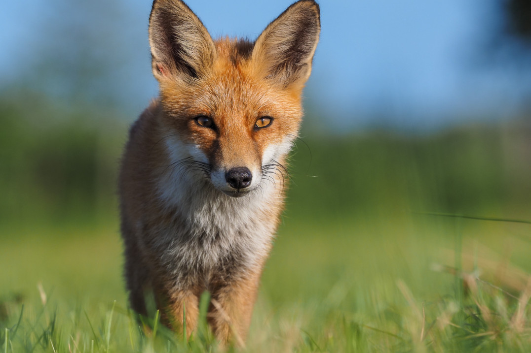 Przygotuj się do wiosny pod okiem mistrzów fotografii przyrodniczej