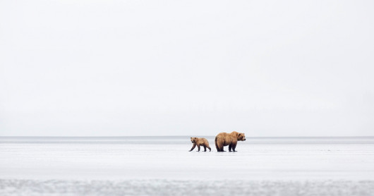 1. miejsce w profesjonalnej kategorii Wildlife, fot. Richard Garbey Williams