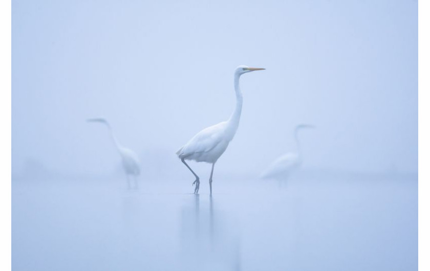 fot. Mateusz Piesiak, White Ladies Złoty medal w kategorii Nature / Wildlife