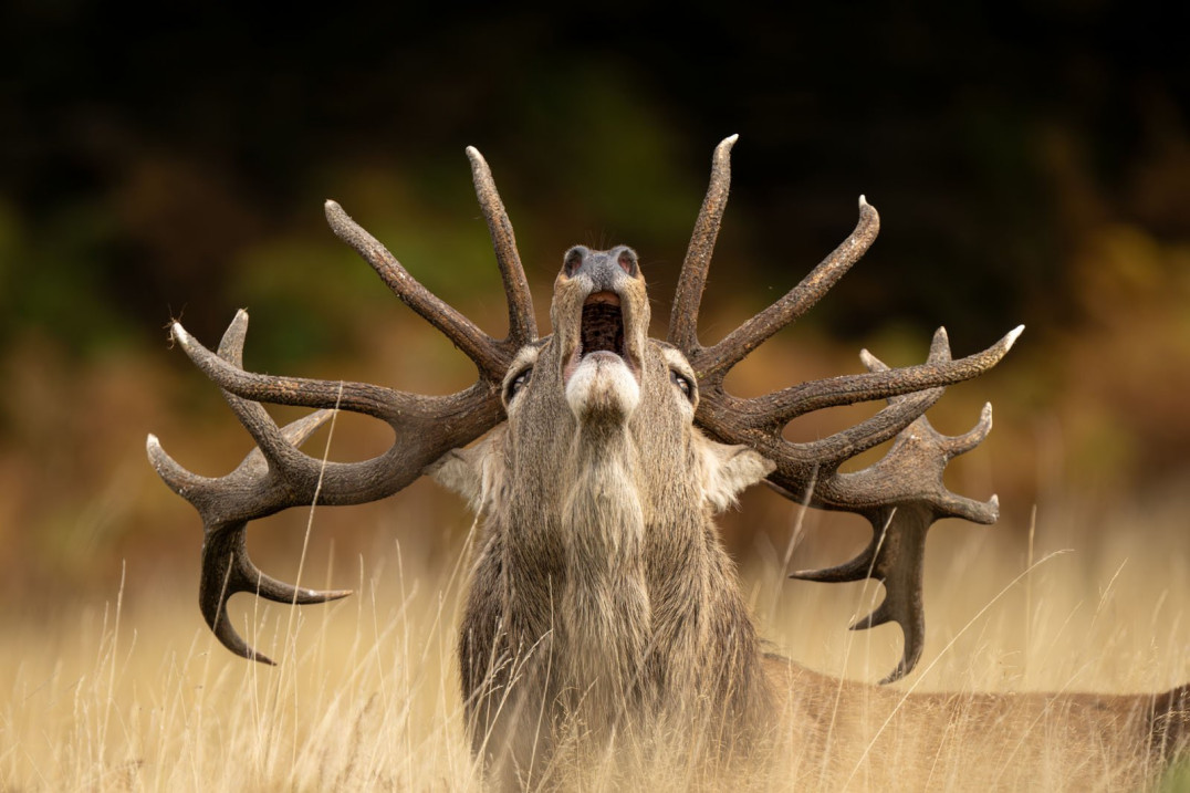 61. edycja Wildlife Photographer of the Year z rekordową liczbą zgłoszeń. Organizatorzy opublikowali pierwsze zdjęcia
