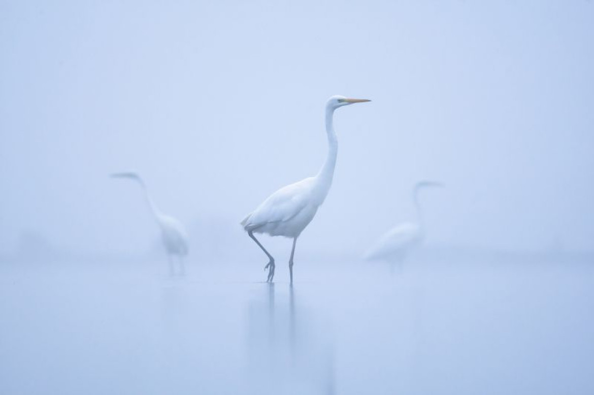fot. Mateusz Piesiak, "White Ladies" Złoty medal w kategorii Nature / Wildlife