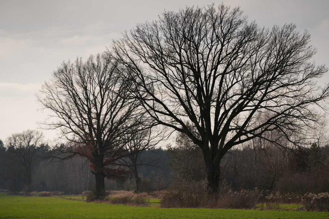 1/6400 s, f/2.2, ISO 100, 135.0 mm