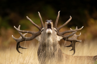 61. edycja Wildlife Photographer of the Year z rekordową liczbą zgłoszeń. Organizatorzy opublikowali pierwsze zdjęcia