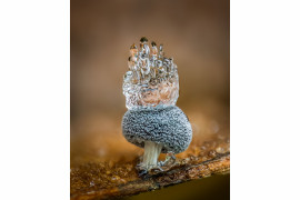 Pierwsze miejsce w kat. Grzyby i śluzowce / Close-up Photographer of the Year 5 / fot. Barry Webb