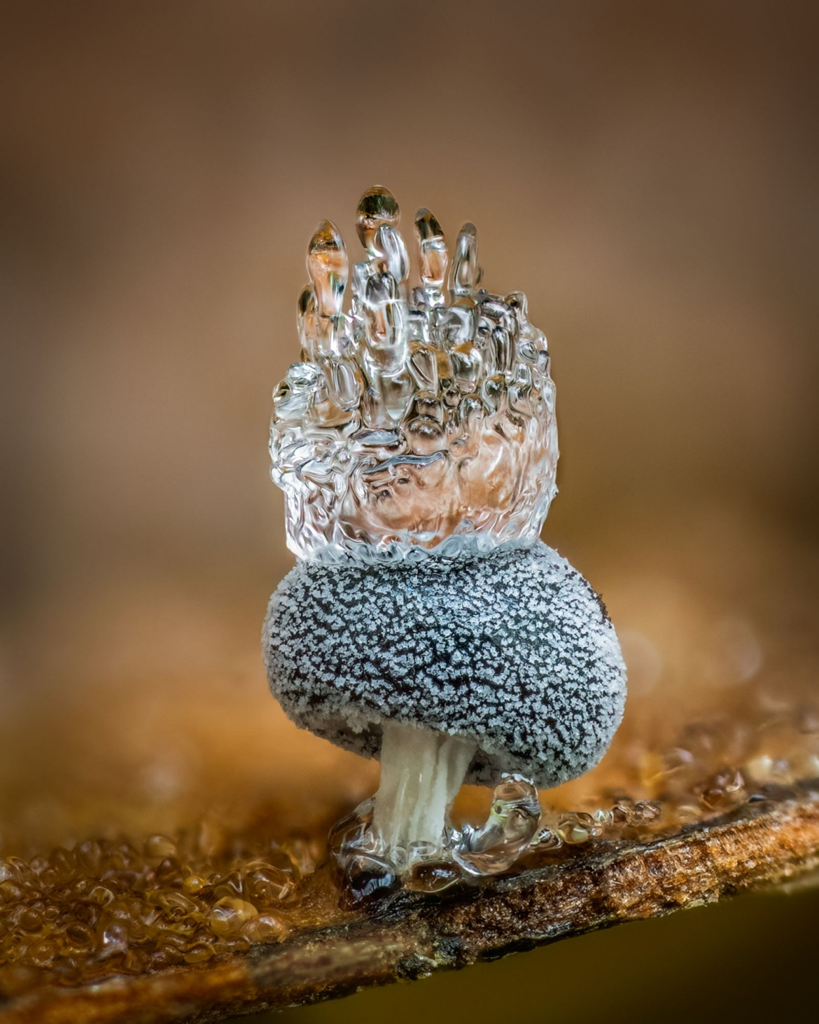 Pierwsze miejsce w kat. Grzyby i śluzowce / Close-up Photographer of the Year 5 / fot. Barry Webb