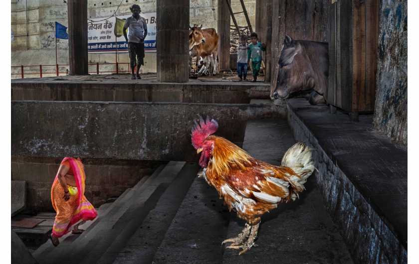fot. Md Enamul Kabir, Coexistence, 1. miejsce w kategorii Streets i główna nagroda w konkursie / Urban Photo Awards 2019